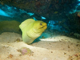 040 Green Moray IMG 5354